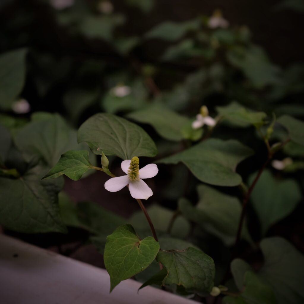 Blenda Fl Com Wp Content Uploads 21 05 Dscf7978