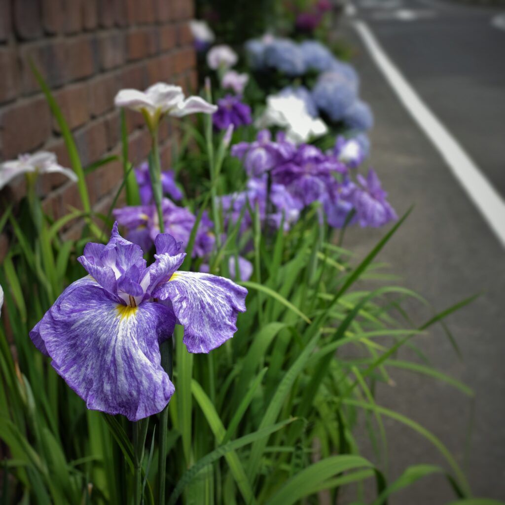 21 06 02 花菖蒲 ハナショウブ 花屋 Blenda