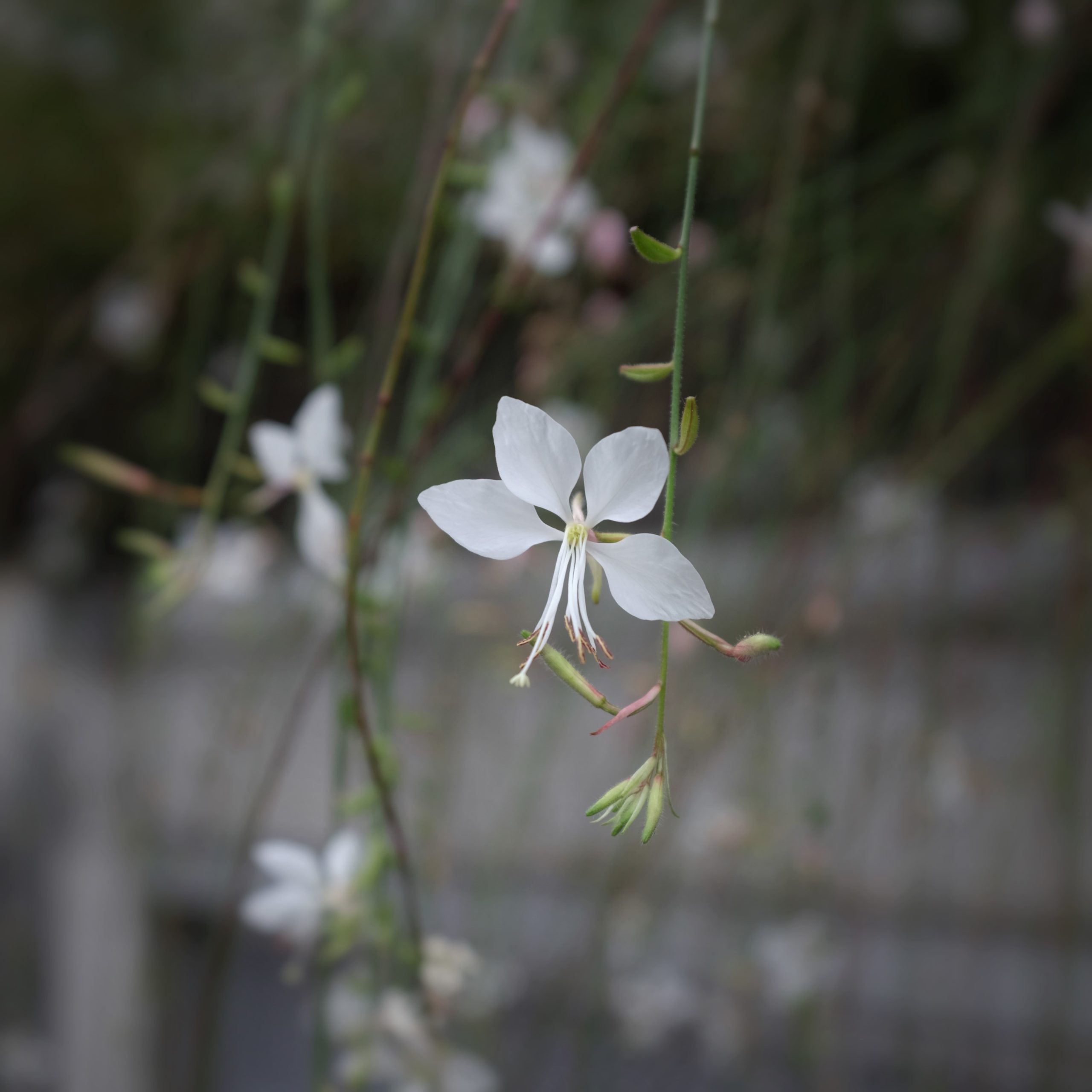 21 09 23 ガウラ 白蝶草 花屋 Blenda 21 09 23 ガウラ 白蝶草 花屋 Blenda