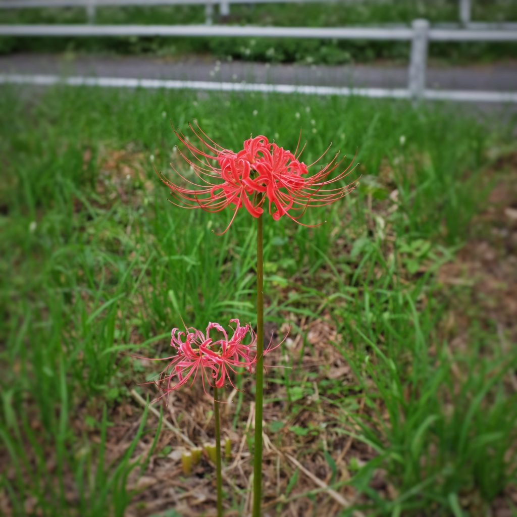 21 09 15 彼岸花 花屋 Blenda
