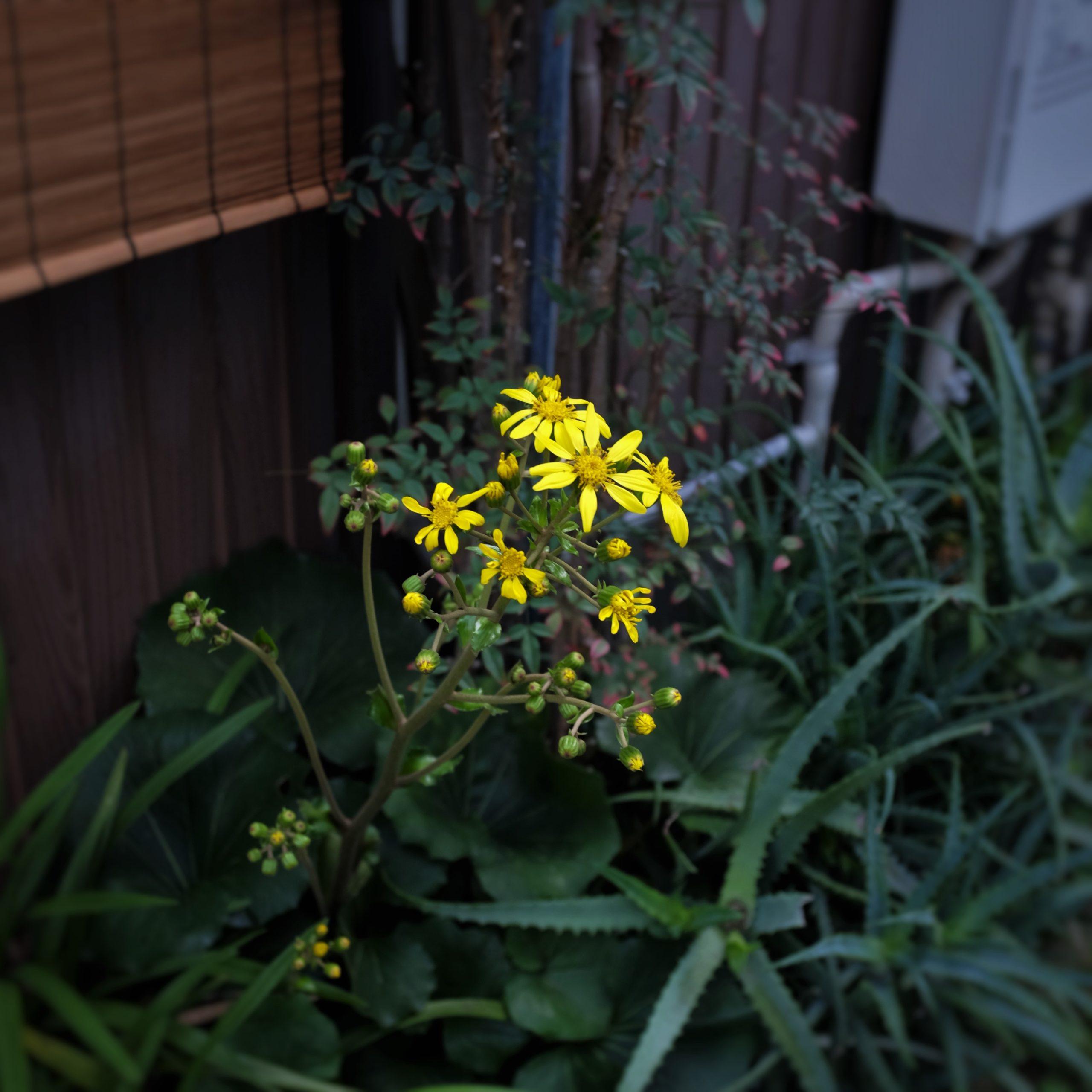 21 11 27 ツワブキ 花屋 Blenda