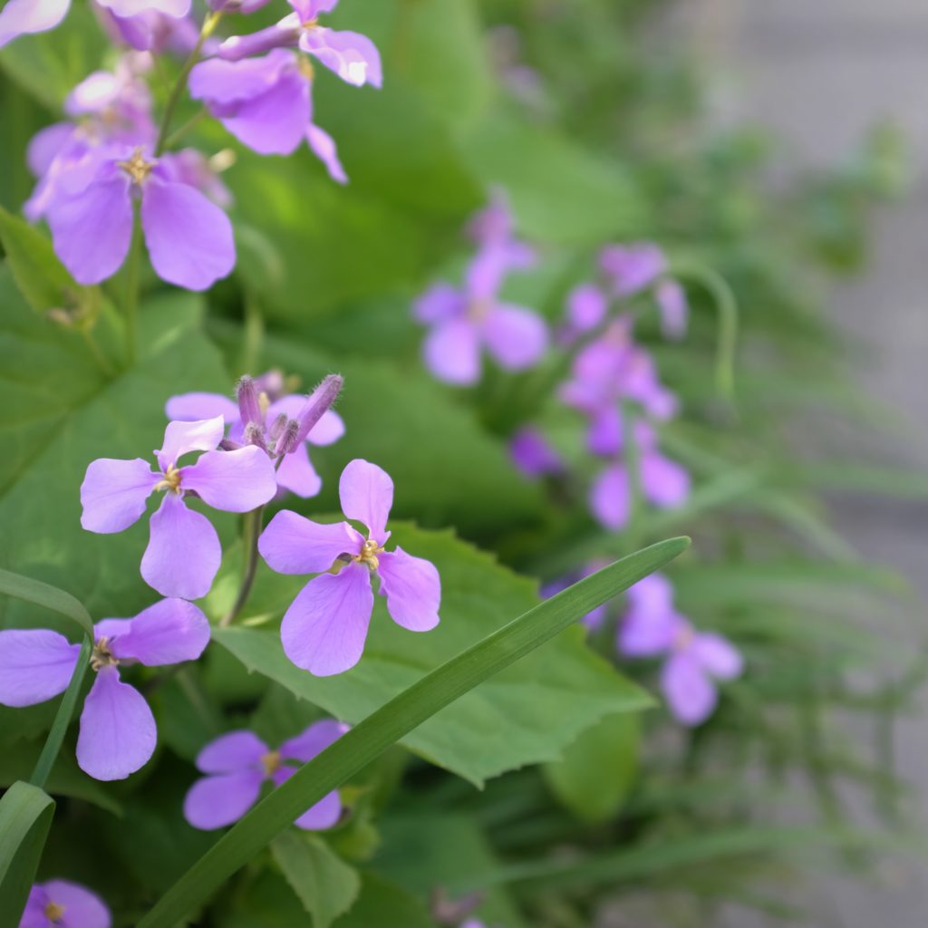 2022.04.03 里桜（サトザクラ） - 花屋 Blenda